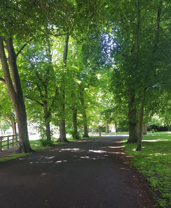 Pictures of trees in Milton Park